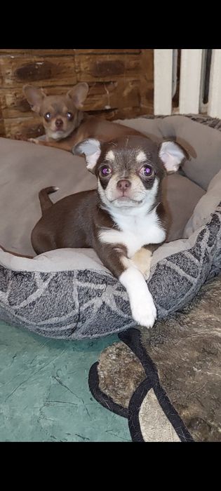 Коричнева з білим