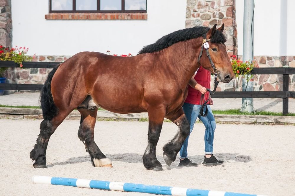 Wiceczempion aukcji - og. Quanto ard.pol. po og. Damos 86pkt