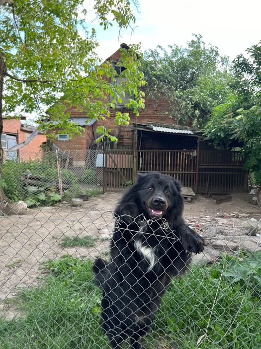 Собака пес Бернський зенненхунд