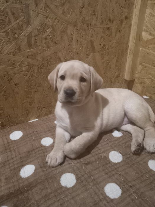 цуценят лабрадора КСУ