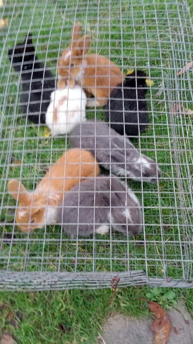 Продам молоді кролички