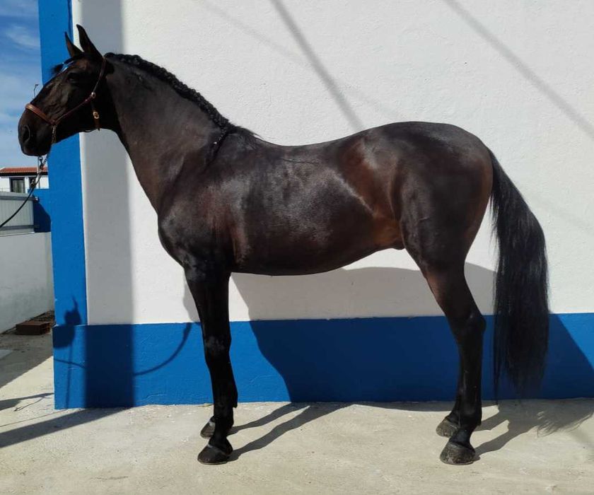 PSL Castrado 11 anos