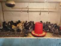 Pintos Frangos Ovos Galados de Raças Diversas e Fracas Patos Mudos