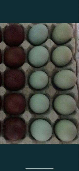 Продамо інкубаційне яйце породної птиці .