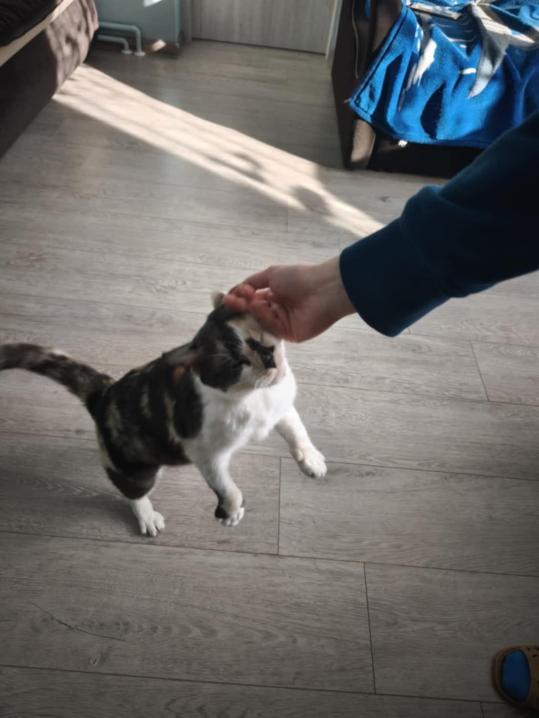 Hej, tu Łatka. Czekam na cieplutki domek