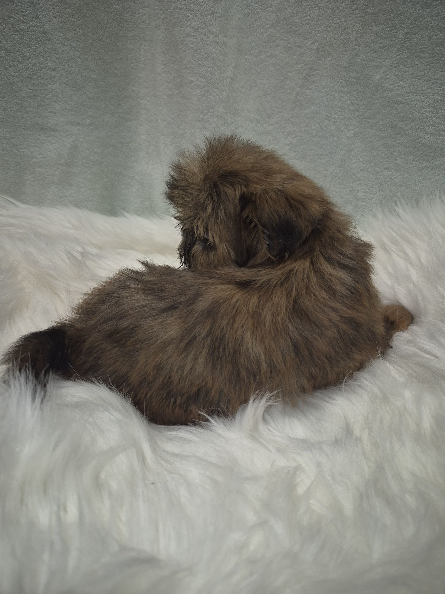 Suczka Shih TZU do odbioru