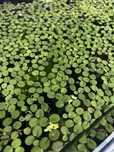 Salvinia auriculata