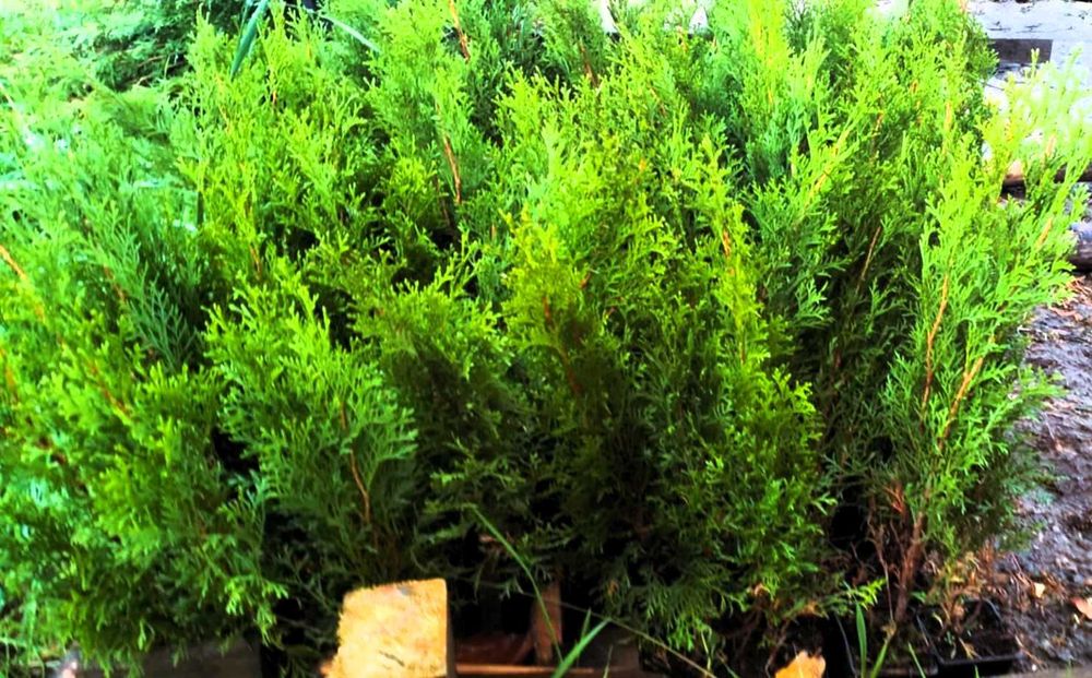 Tuje szmaragd brabant 50 - 70 cm cena 4 zł  , w doniczkach