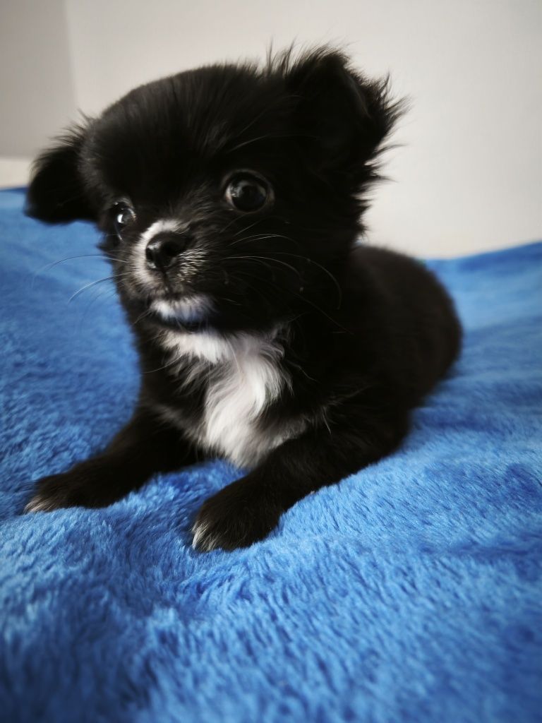 chihuahua długowłosa