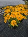 RUDBEKIA Wielkokwiatowa