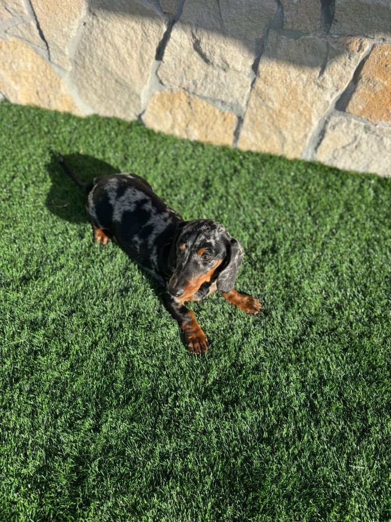 Teckel Black merle
