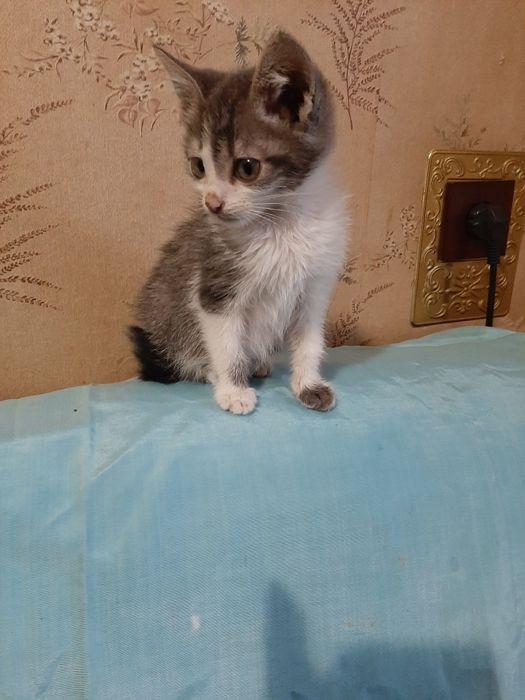 Вiддам симпатичних кошенят