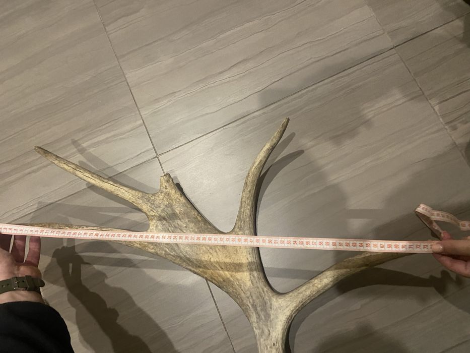 Продам рога оленя