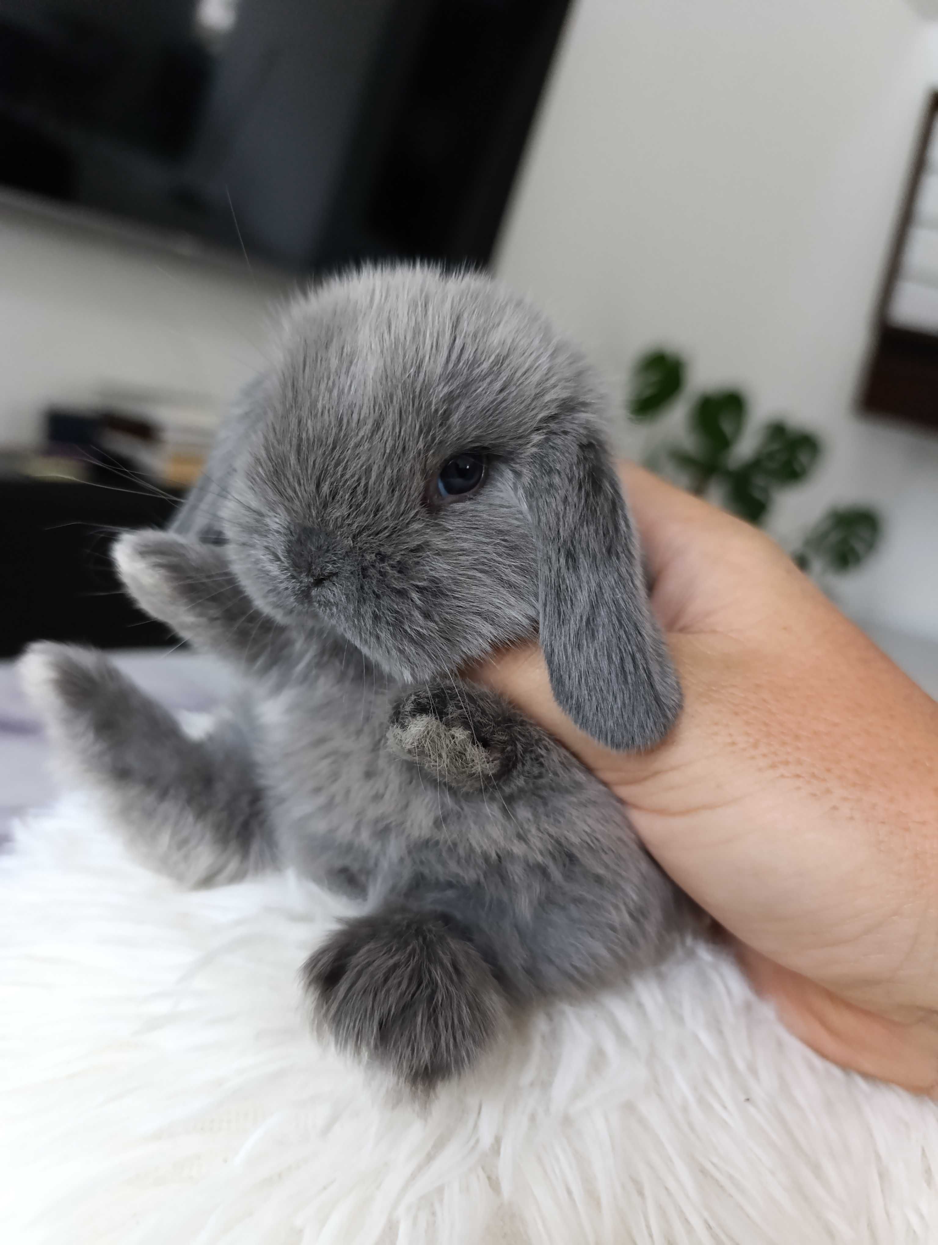 Mini lop karzełek Teddy hodowla zarejestrowana