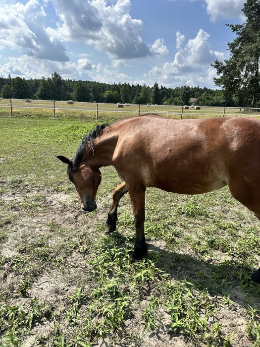 Sprzedam klacz roczną zimnokrwistą