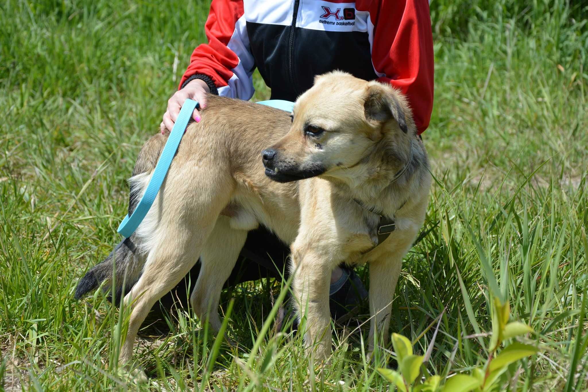 Buck – serce na łapach, które chce być kochane
