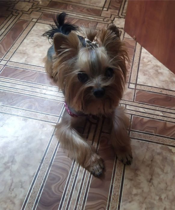 Йоркширский терьер мини приглашает на вязку. Вязка йорка.