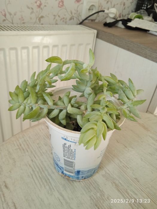 Седум моргана...