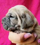 IXY Puma Nero FCI Cane Corso szczenie po GRAND CHAMPIONIE