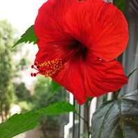 Гибискус китайская роза цвет красный