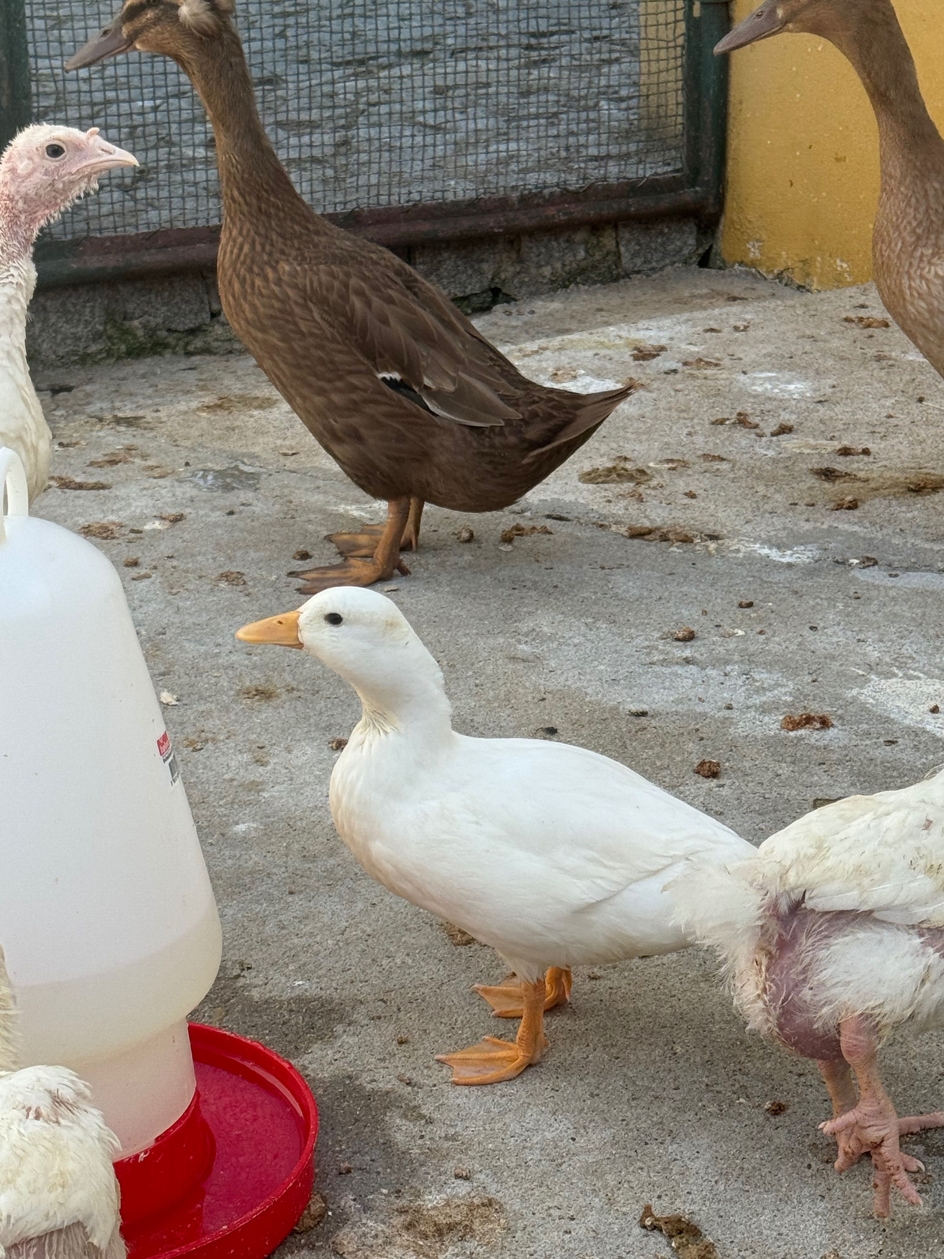 Patos Pequim Mignon