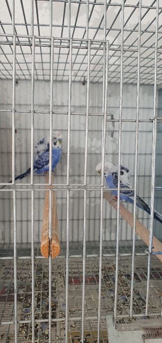 Piriquitos hagoromos