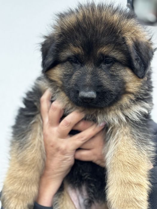 Owczarek niemiecki długowłosy