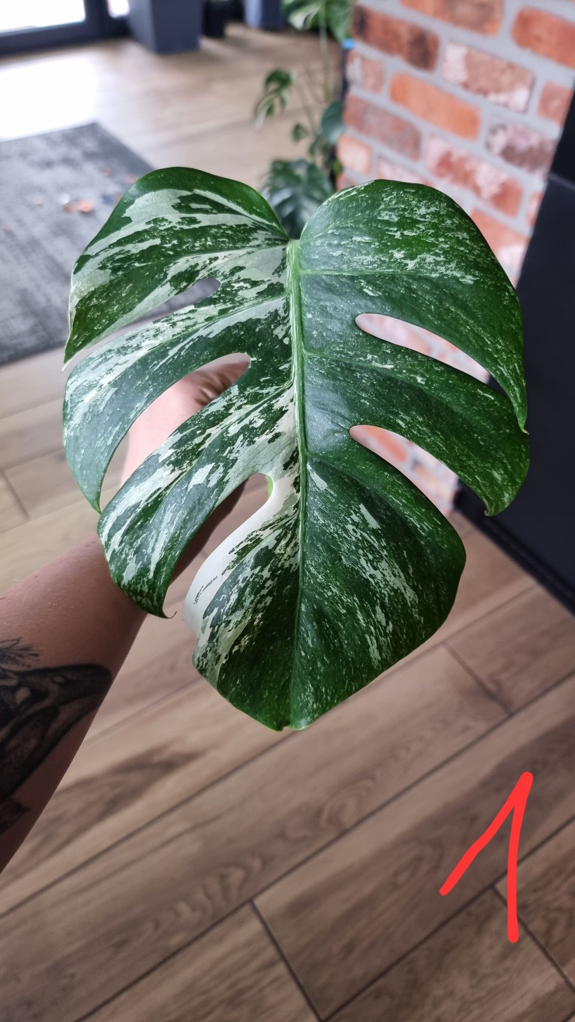 Monstera Variegata pędówka