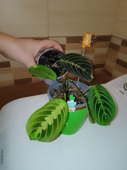 Аглаонема, Еппіпремнум, Епісція, Маранта, Агава