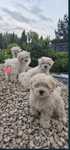 Maltipoo pudel- maltańczyk