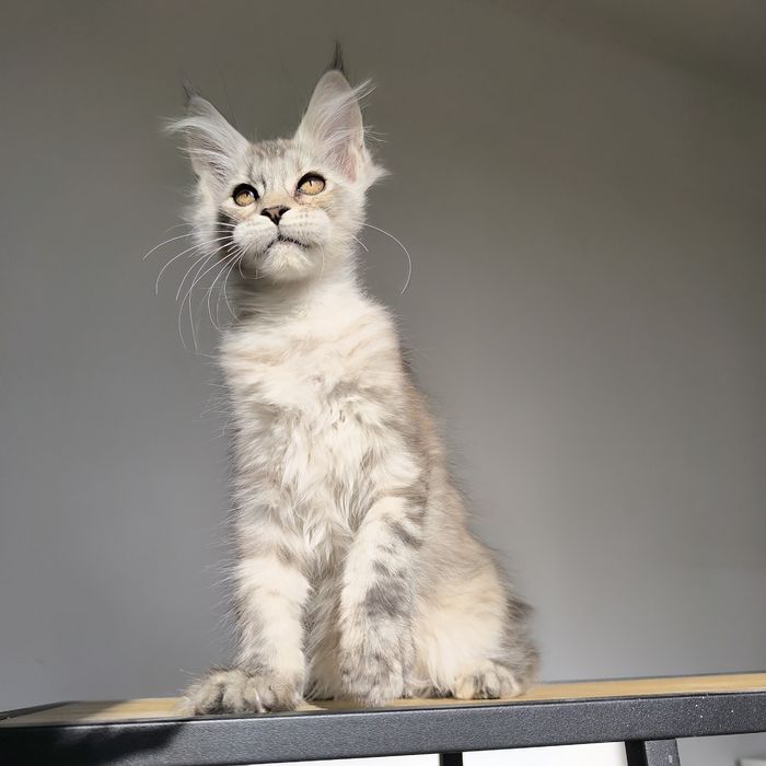 Kotka Maine Coon czarny ze srebrem - rodowód FPL