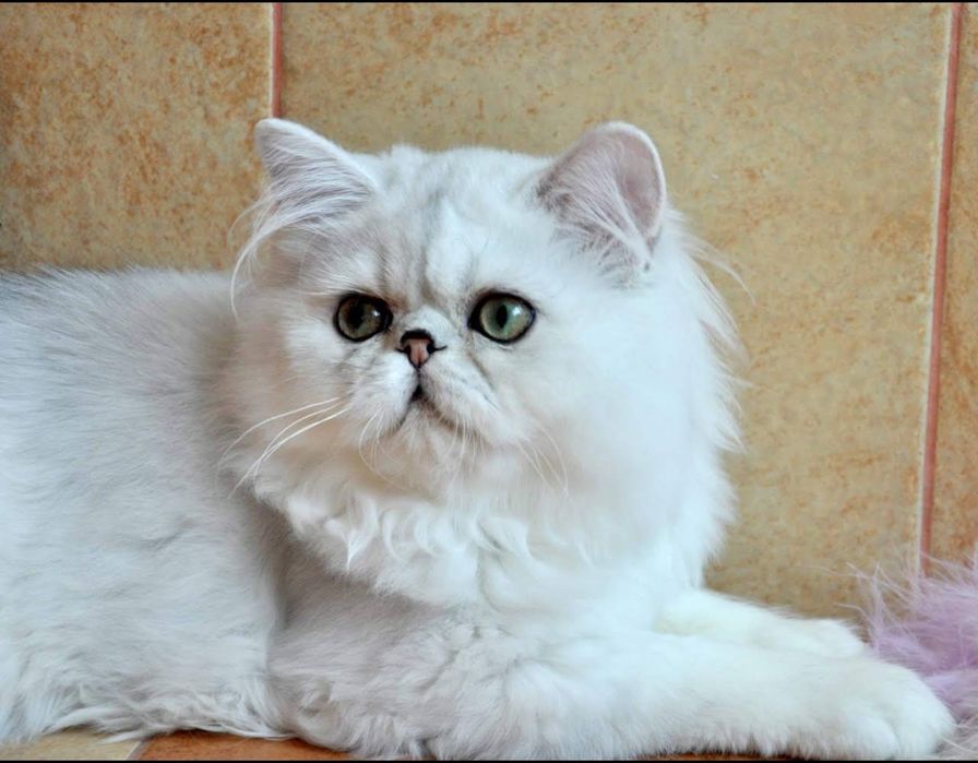 Шукаю родину для котика
