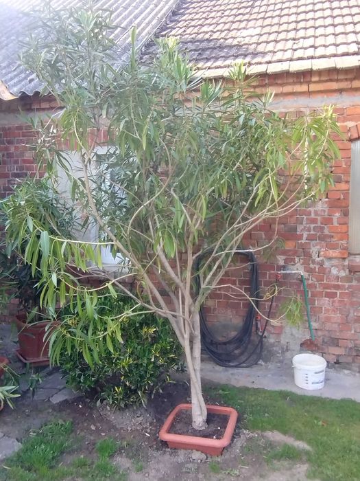 Oleander pospolity nerium biały różowy kwiat drzewo oleandr Poznań