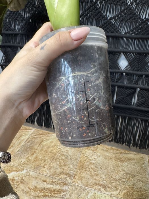 Алоказія Регал Шилдс