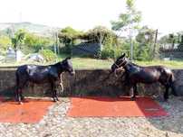 Parelha macho e mula