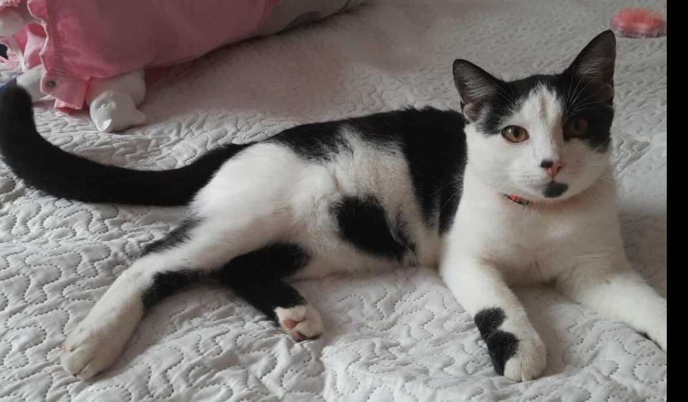 Zaginął Kot Łatek.