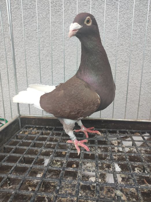 Golob gołębie pocztowy pocztowe