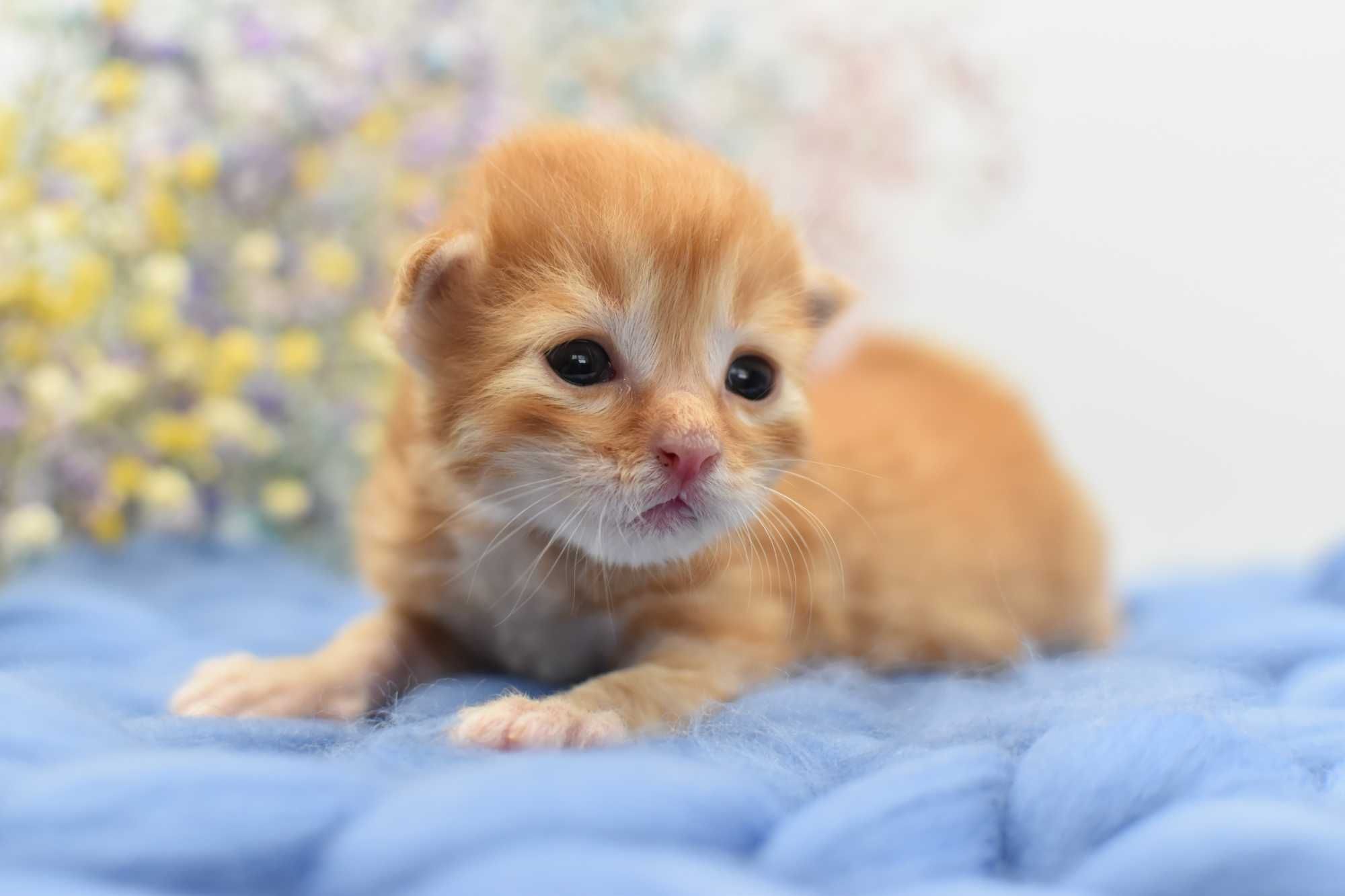 Kurylski Bobtail- Kocięta Rodowód FIFE/ FPL Hodowla Dynastia Kuryla*PL