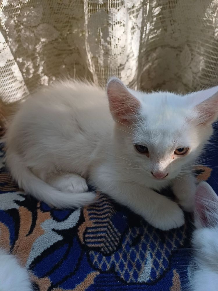 Кошенята в добрі руки