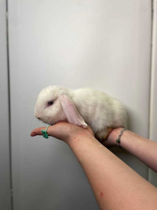 Кролики маленькі милі до новорічних свят, подарунок для дитини