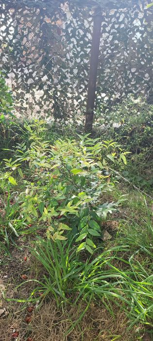 Продам китайский финик.