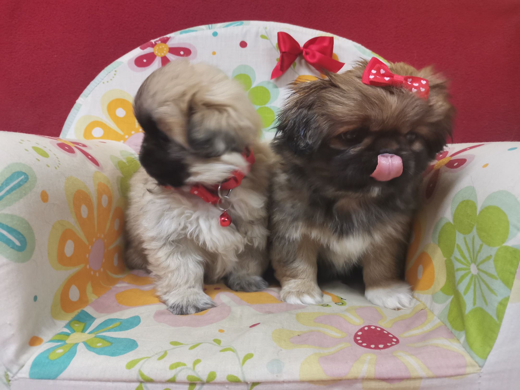 Pekińczyk Szczeniak Nie Shih Tzu