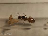 Mrówki Camponotus fedtschenkoi