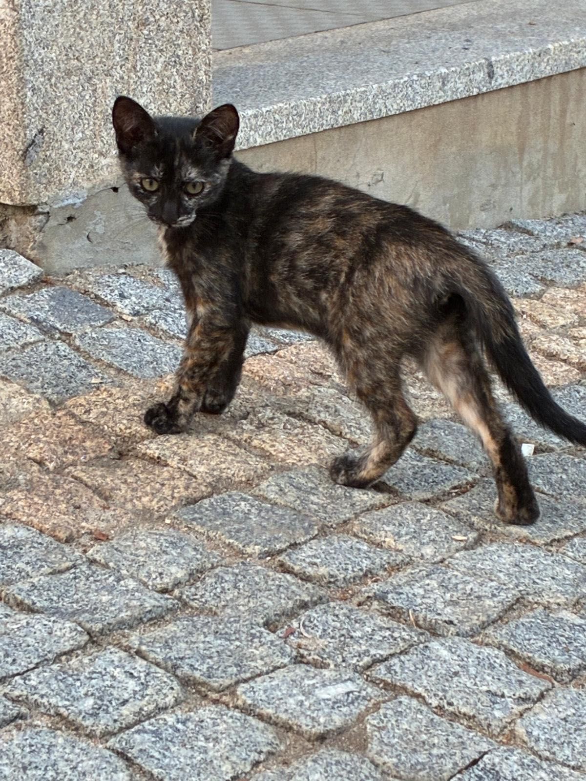 1 gatinho e 1 gatinha para adoção responsável