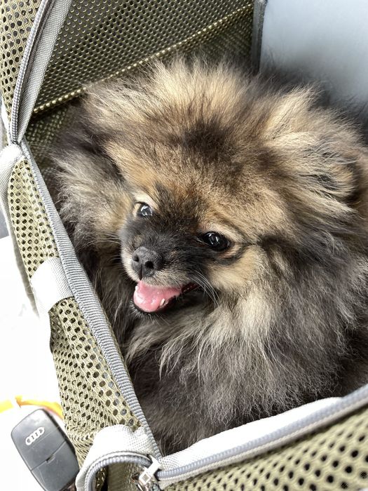 Spitz alemão anão fêmea - pelagem orange sable