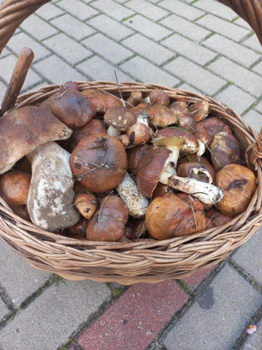 Sprzedam grzyby maślaki