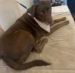Petsitting e dog wallking
