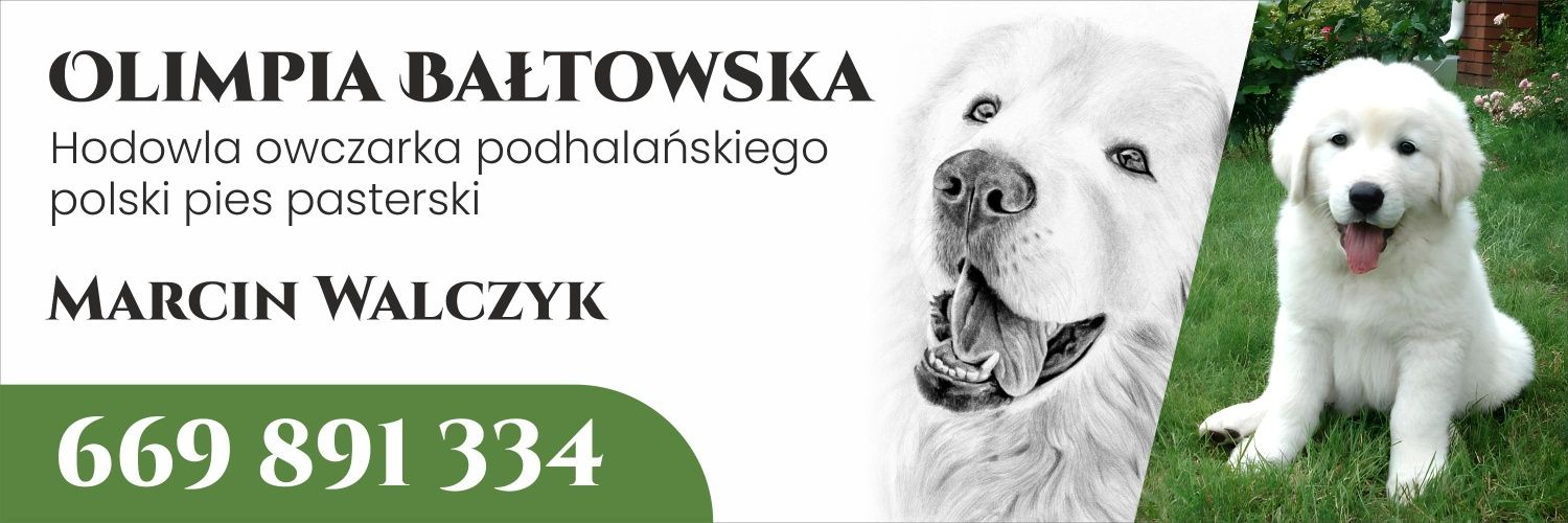 Owczarek podhalański