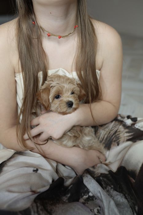 Міні мальтіпу дівчинка ф1, мальтипу девочка мини, mini maltipoo f1