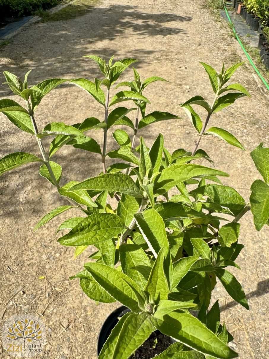 Buddleja davidii Black Knight 40-60cm, Empire Blue pień 60cm, budleja